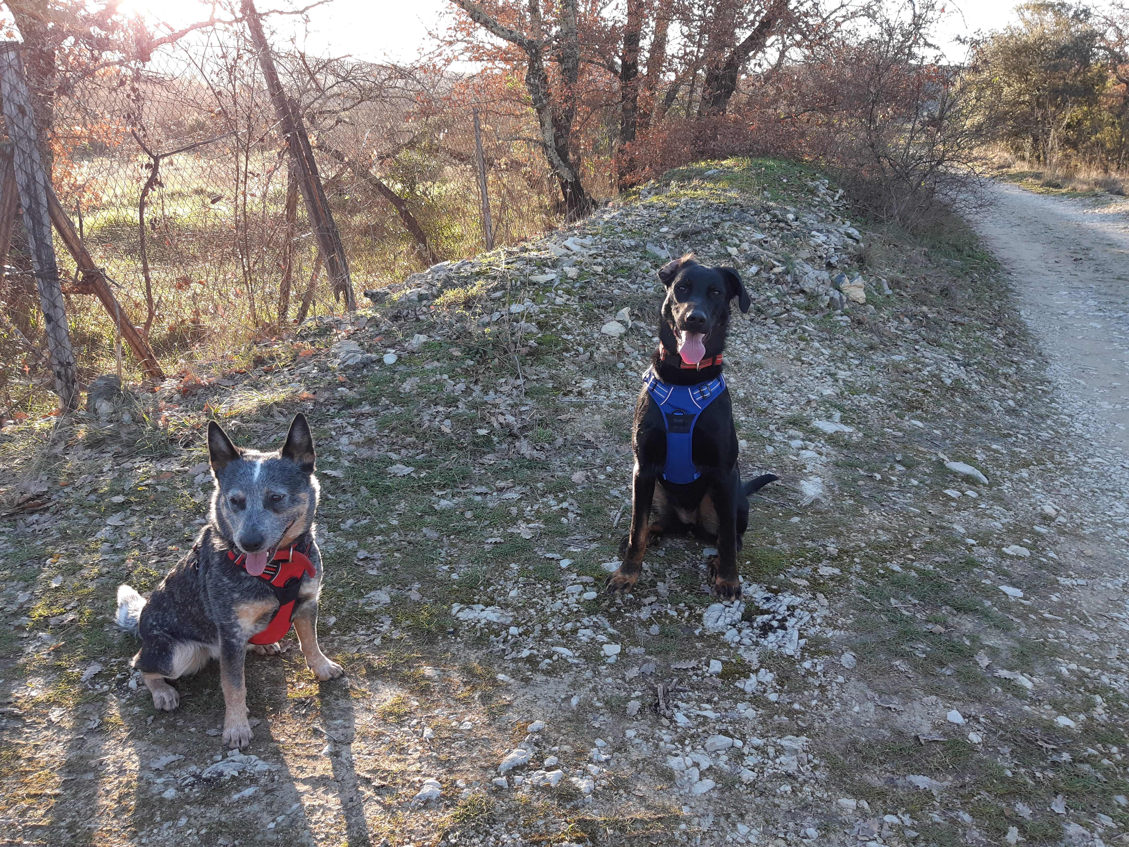 Séance de canicross