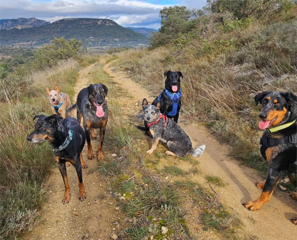 Groupe de chiens pendant une activité collective