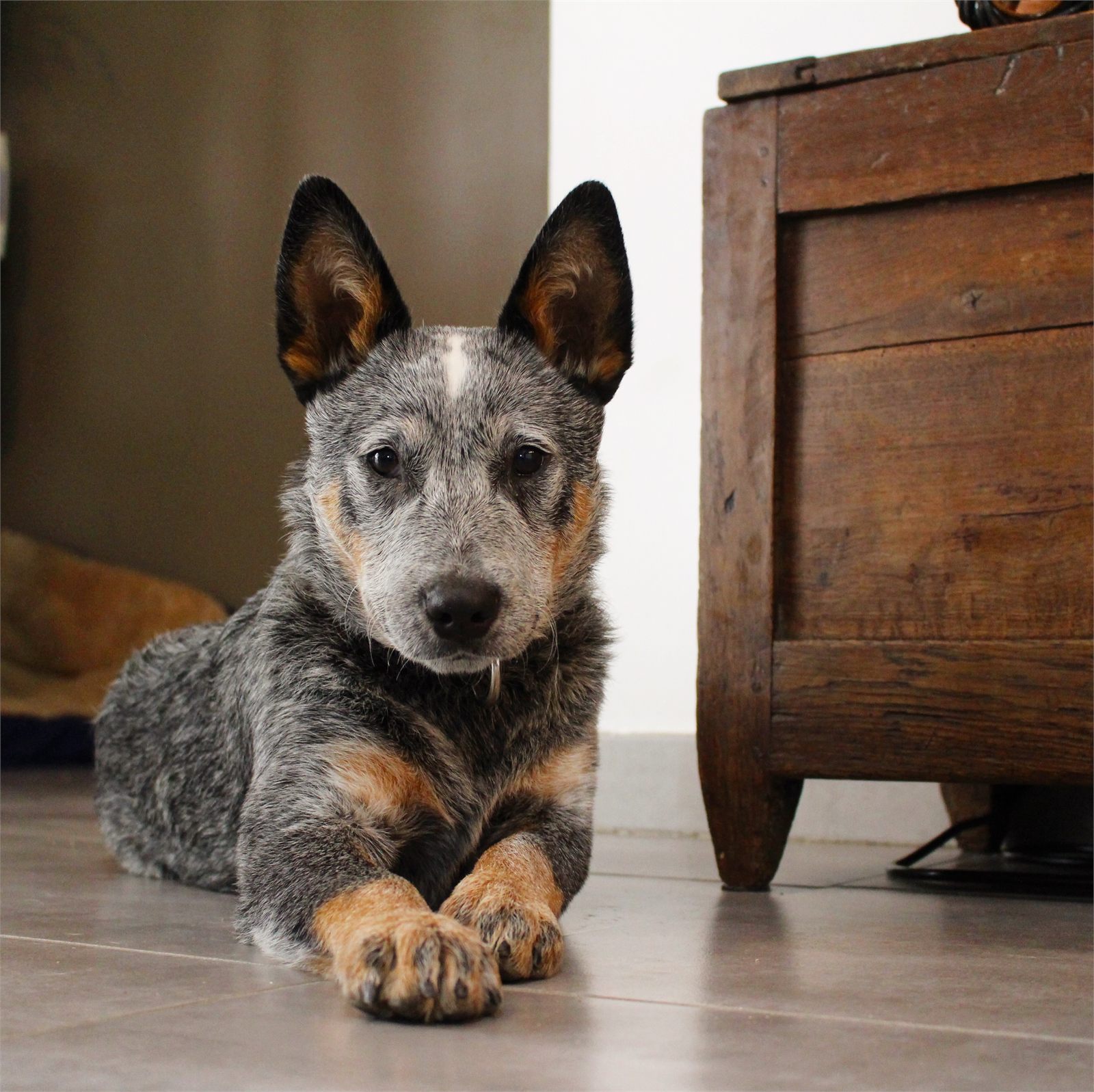 Riley chiot en extérieur