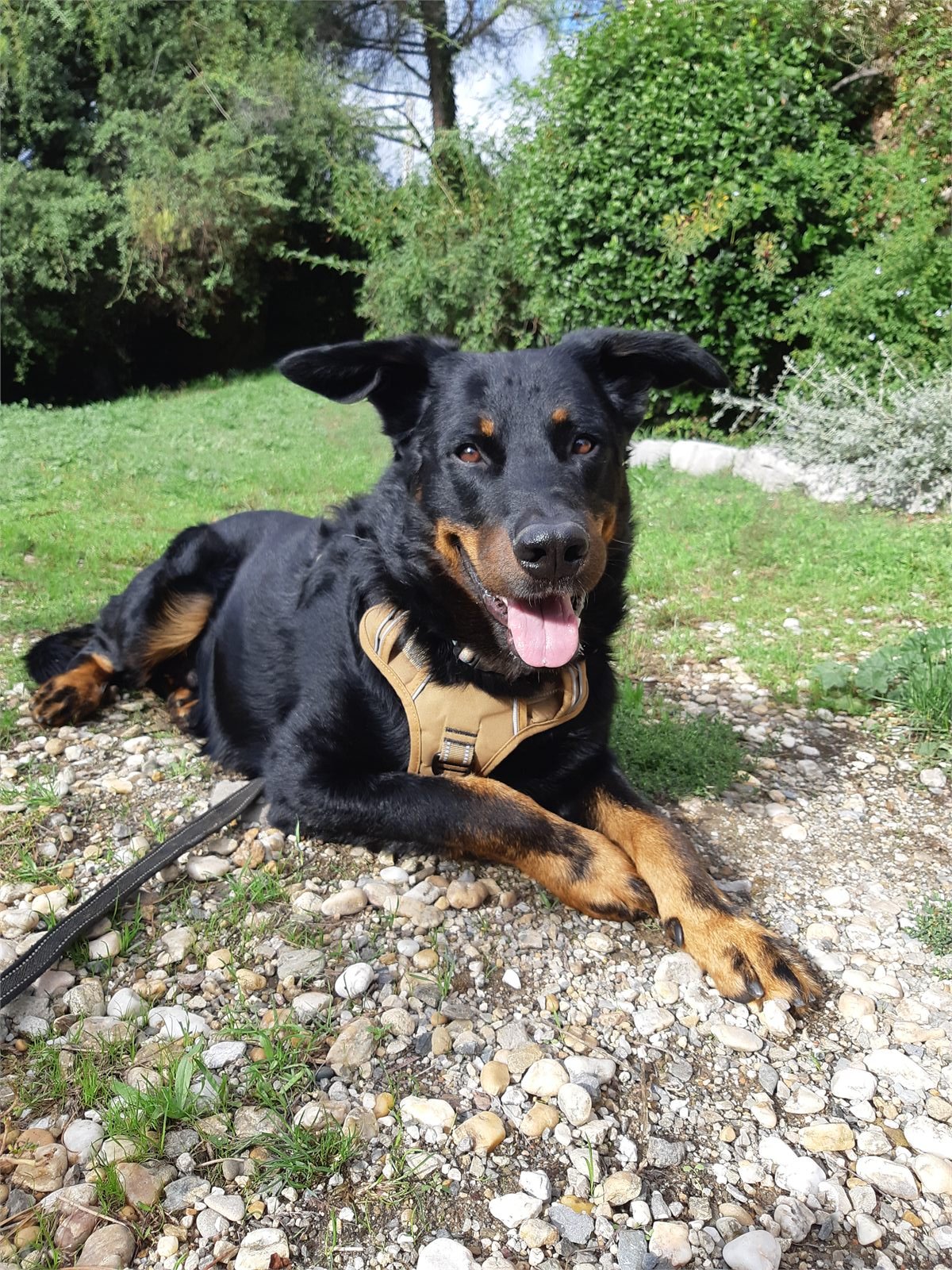 Séance d'éducation canine en extérieur