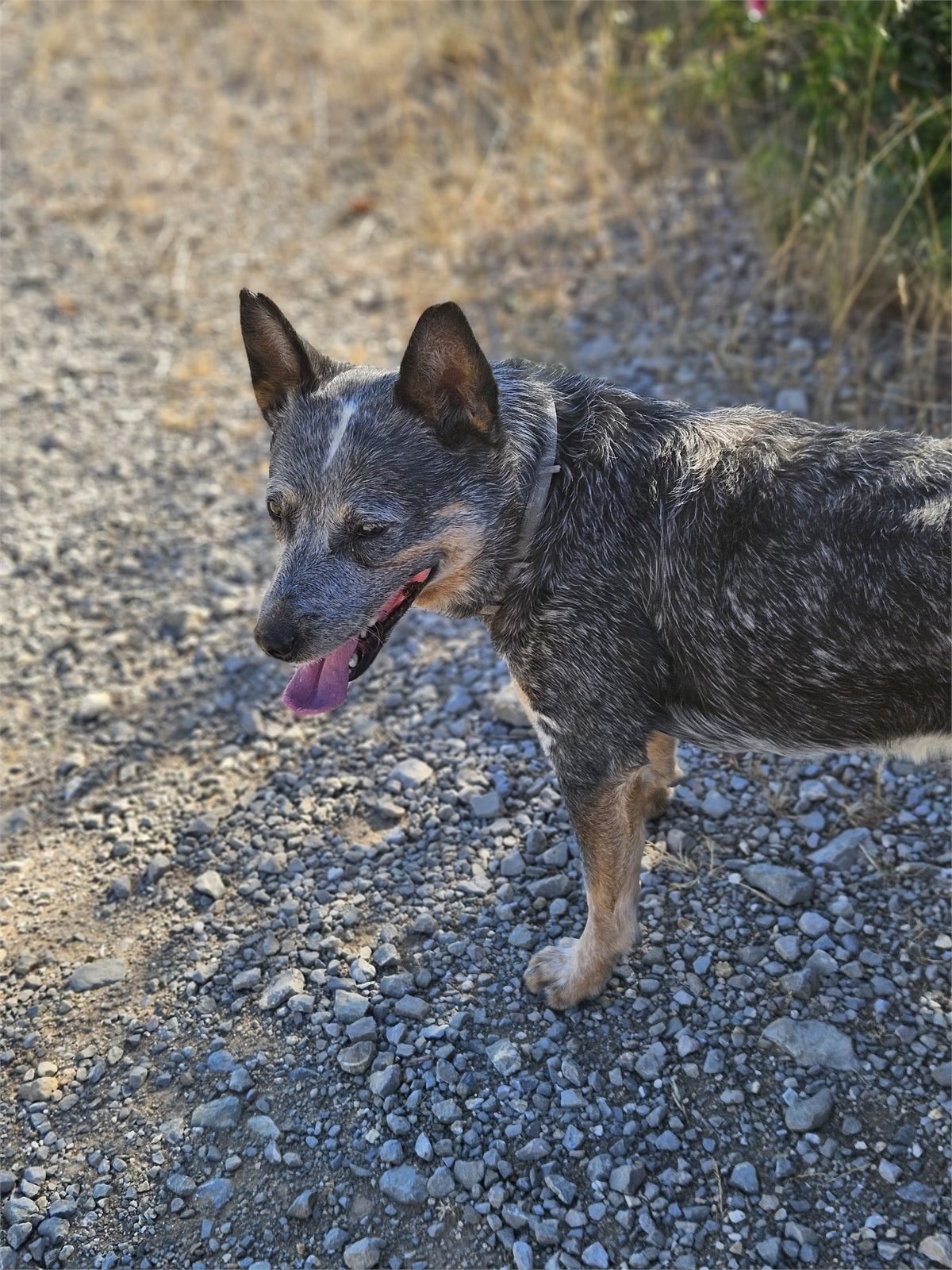 Riley, Bouvier australien